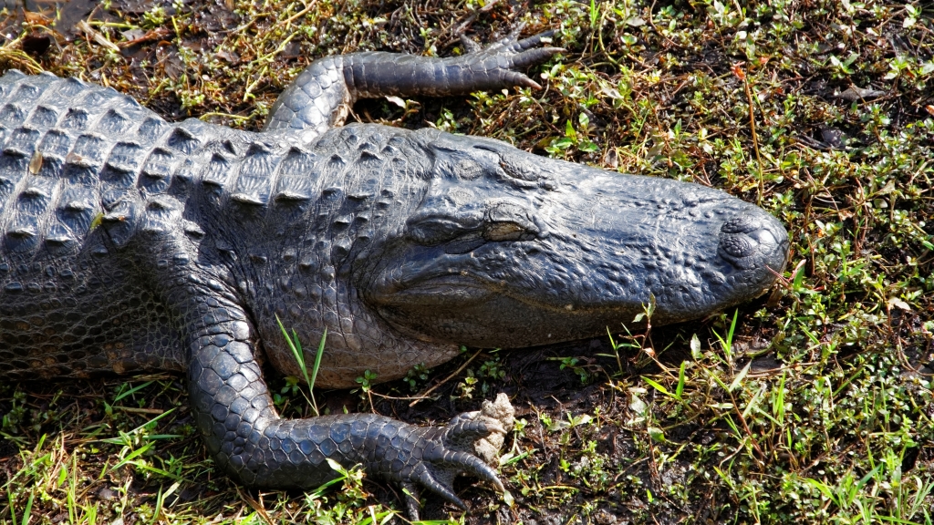 02 - Everglade NP (78).jpg